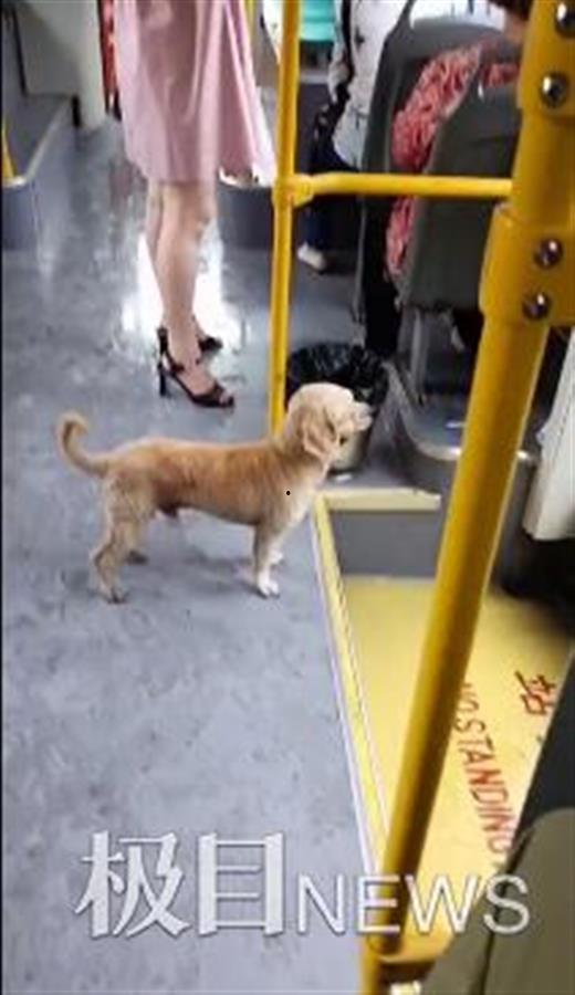 圆梦小狗最新爆料,最新爆料背后的故事与真相